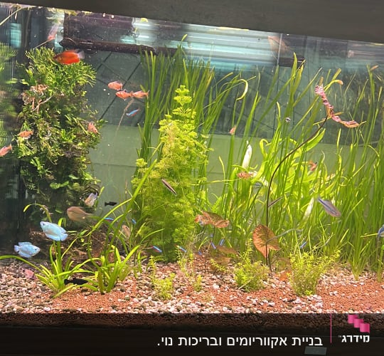 אקווריום עם צמחים ודגים, בקבוקי דשן